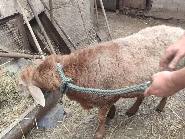 Ram, Sheep