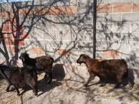 Goat, Goats — photo 6