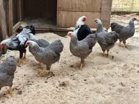 वायंडॉट — फ़ोटो 2
