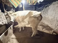 母牛, Ukrainian Brown Dairy Cattle — 照片 2