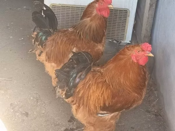 Danish hen