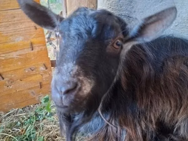 Ziegenbock, Ziegen