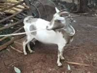 Goats (batch, sex not specified), Goats — photo 1