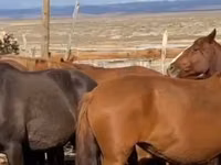 فرس, Kazakh horse — الصورة 3
