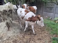 بقرة, Russian Black pied cattle — الصورة 3