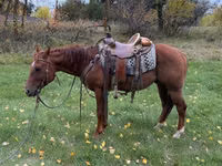 Horse (M), Quarter Horse — photo 3