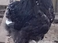 أوربنغتون — الصورة 2