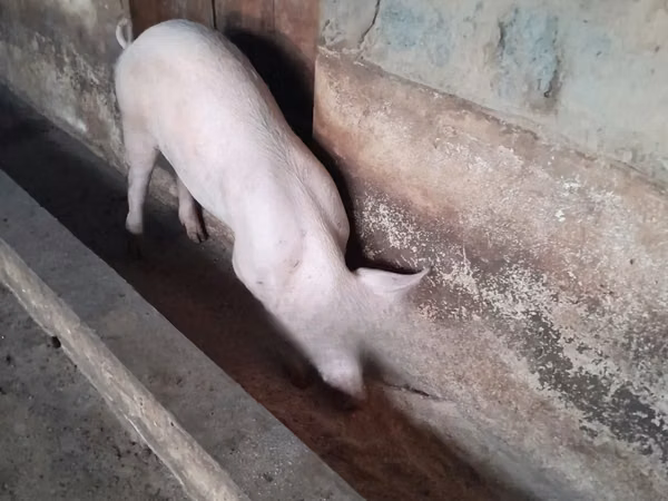 Pigs (batch, sex not specified), 
