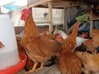 Shamo chickens — photo 5