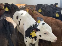 أبقار (دفعة، الجنس غير محدد), Simmental cattle — الصورة 4