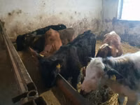 Bull, Cattle — photo 4