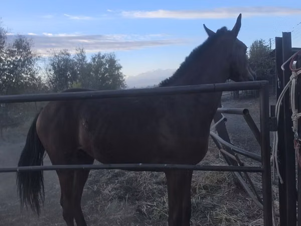 Caballo, Thoroughbred horse