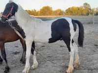 Hengst, Friesian — Foto 1