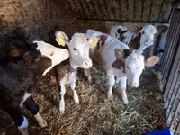 بقرة, Simmental cattle — الصورة 2