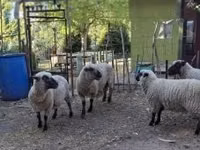Ram, Shroshire sheep — photo 5