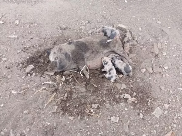 母猪, Pigs