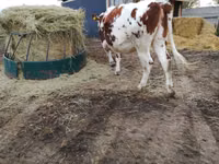 Cow, Simmental cattle — photo 3
