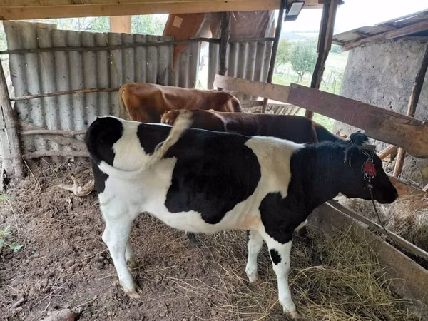 Toro, Russian Black pied cattle