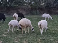 Ram, Sheep — photo 2