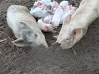 Schweine (Partie, Geschlecht nicht angegeben), Schweine — Foto 3