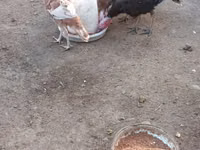 बोर्बन रेड — फ़ोटो 4
