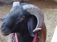 公羊, Blackheaded Persian sheep — 照片 1