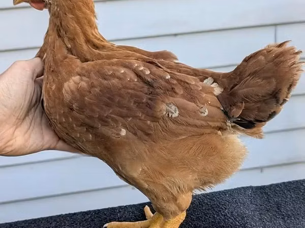 Shamo chickens