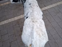 Cow, Russian Black pied cattle — photo 2