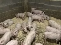 خنزير ذكر — الصورة 4