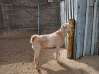 Goat, Kamori goats — photo 6