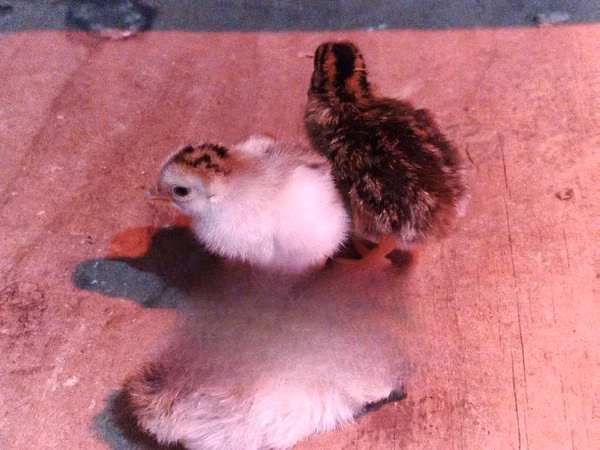 Guinea fowl