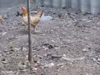 Chickens — photo 2