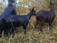 Cabra, Murcia-Granada goats — foto 5