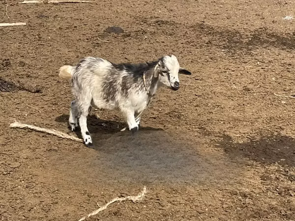 Goats (batch, sex not specified), Goats — Ghana