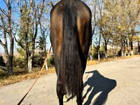 母马, Akhal-Teke — 照片 4