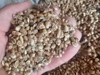 Təcili isbaset tumu satlır alan olsa razlaşa bilərik Təsvir: - Təbii — foto 1