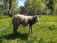 Ziege, Kejobong goat — Foto 1