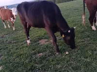Kuh, Simmental cattle — Foto 3