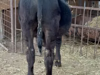 Toro, Aberdeen-Angus — foto 3