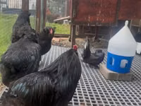 Araucana — photo 2