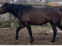 Hengst, Kushum Horse — Foto 2