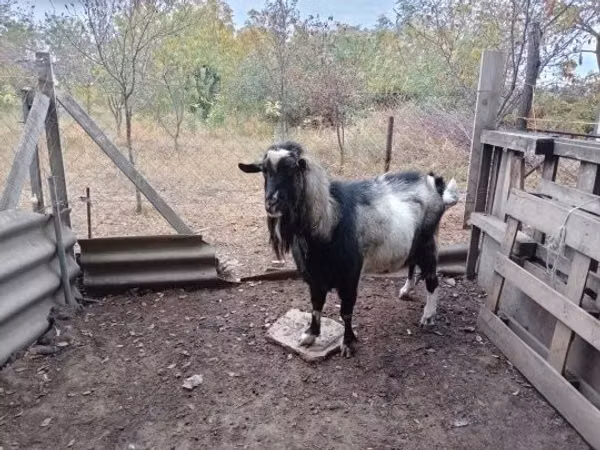 Goat, Goats