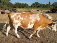 بقرة, Simmental cattle — الصورة 1