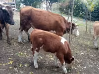 ثور, French Simmental cattle — الصورة 4