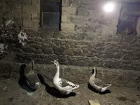 Geese — Foto 1