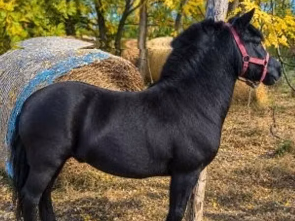公马, Horses
