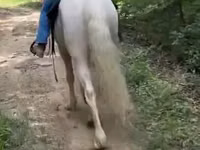 Hengst, Kentucky mountain daddle horse — Foto 2