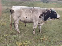 Bulle, Simmental cattle — Foto 1