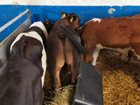 ثور, Simmental cattle — الصورة 2