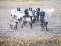 Goat, Goats — photo 2